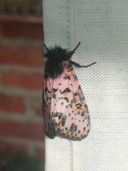 Xanthopastis moctezuma