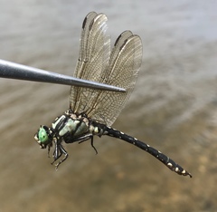 Nihonogomphus ruptus