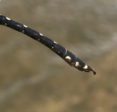 Nihonogomphus ruptus