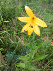 Lilium parryi