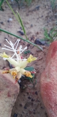 Lachenalia trichophylla