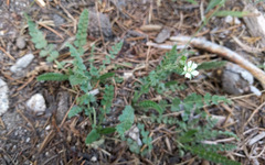 Horkelia clevelandii
