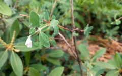Symphoricarpos rotundifolius parishii