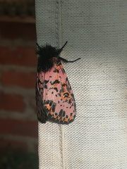 Xanthopastis moctezuma