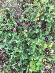 Cissampelos capensis