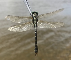 Nihonogomphus ruptus