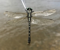 Nihonogomphus ruptus