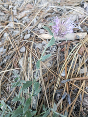 Monardella australis