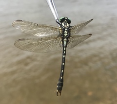 Nihonogomphus ruptus