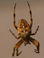 Araneus diadematus