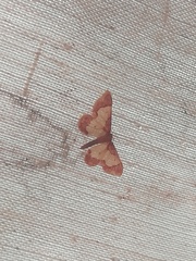 Idaea basinta