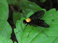 Chrysopilus thoracicus