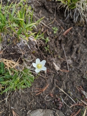 Parnassia cirrata intermedia