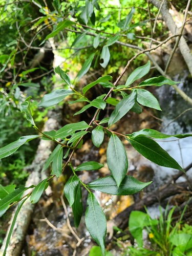 Salix pentandroides