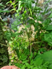 Chaerophyllum bulbosum
