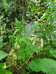 Chaerophyllum bulbosum