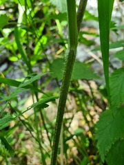Chaerophyllum bulbosum