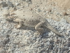 Phrynosoma mcallii