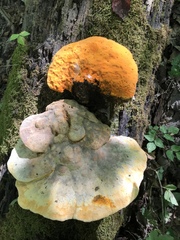Aurantiporus croceus