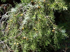 Juniperus oxycedrus badia