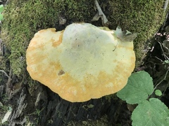 Aurantiporus croceus