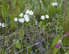 Primula nutans