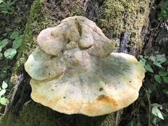 Aurantiporus croceus