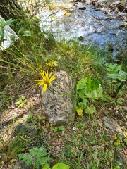 Doronicum macrophyllum