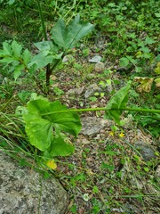 Doronicum macrophyllum