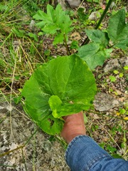 Doronicum macrophyllum