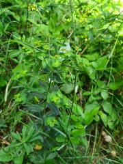 Euphorbia iberica