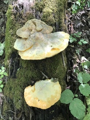 Aurantiporus croceus