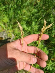 Festuca djimilensis