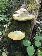 Aurantiporus croceus
