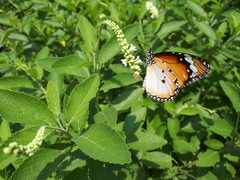 Danaus chrysippus chrysippus