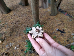 Geastrum pectinatum
