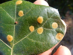 Polystepha pustuloides