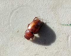 Cryptoscatomaseter iowensis