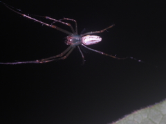 Leucauge celebesiana