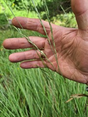 Pseudoroegneria stipifolia