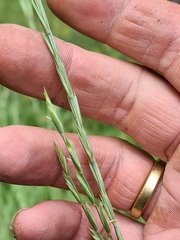 Pseudoroegneria stipifolia