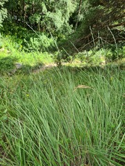 Pseudoroegneria stipifolia