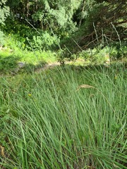 Pseudoroegneria stipifolia