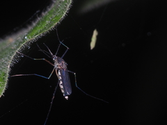 Armigeres subalbatus