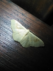 Idaea rubraria