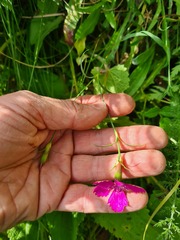 Dianthus caucaseus