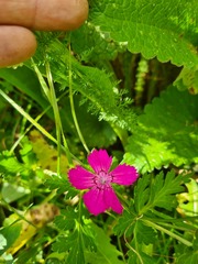 Dianthus caucaseus