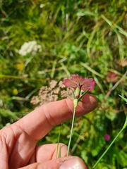 Dianthus caucaseus
