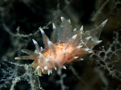 Amphorina linensis