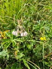 Allium kunthianum